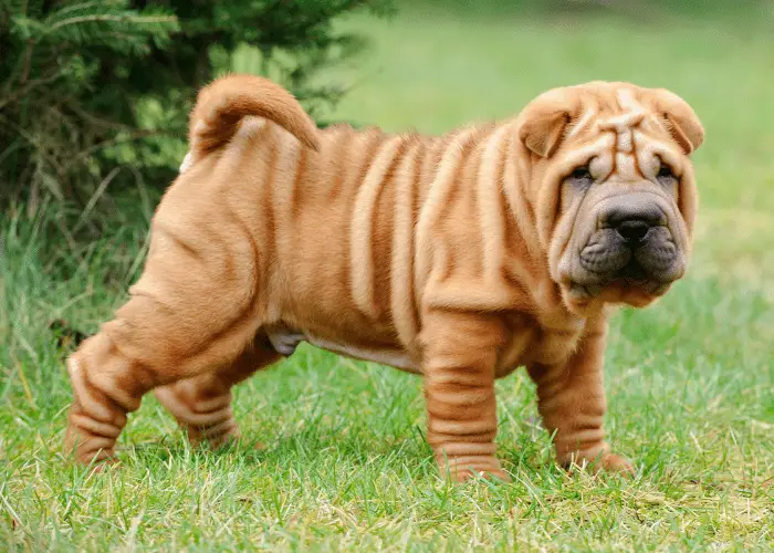 shar-pei puppy on the lawn