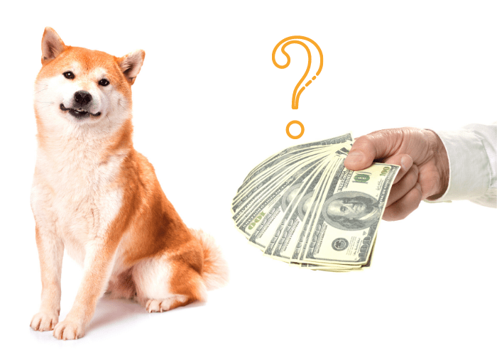shiba inu being bought by someone