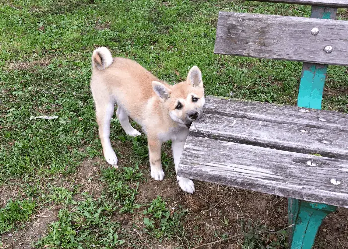 shiba inu biting a wooden seat