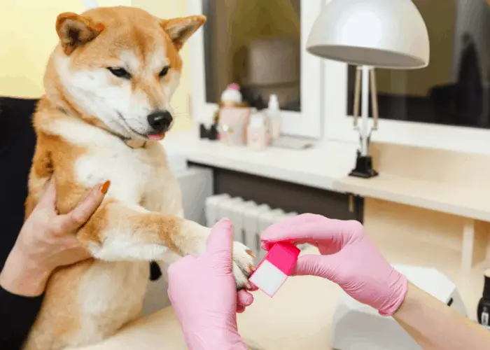 shiba inu grooming