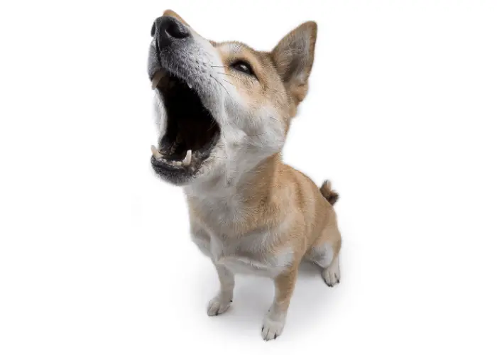 shiba inu howling