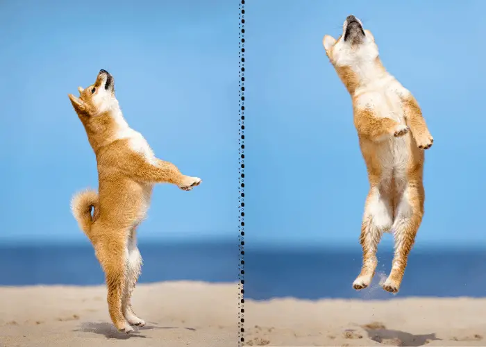  shiba inu jumping 