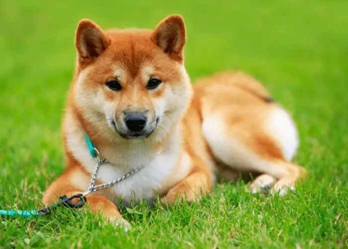 shiba inu on the lawn