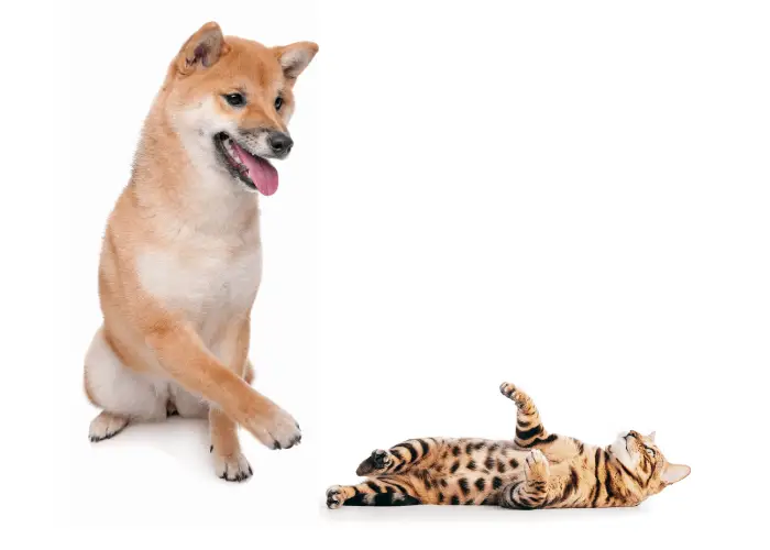 shiba inu pawing a lying cat on white background