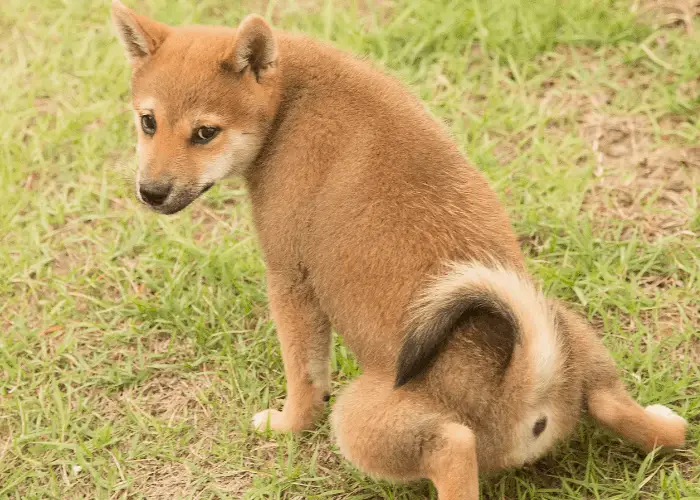 shiba inu potty training