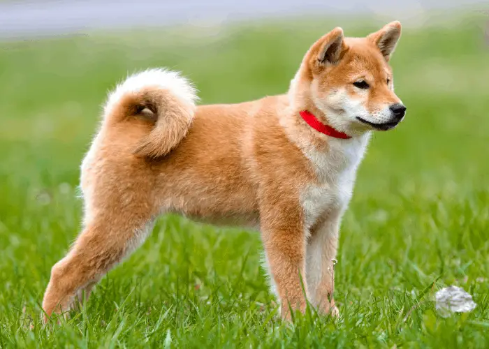 shiba inu puppy outdoors