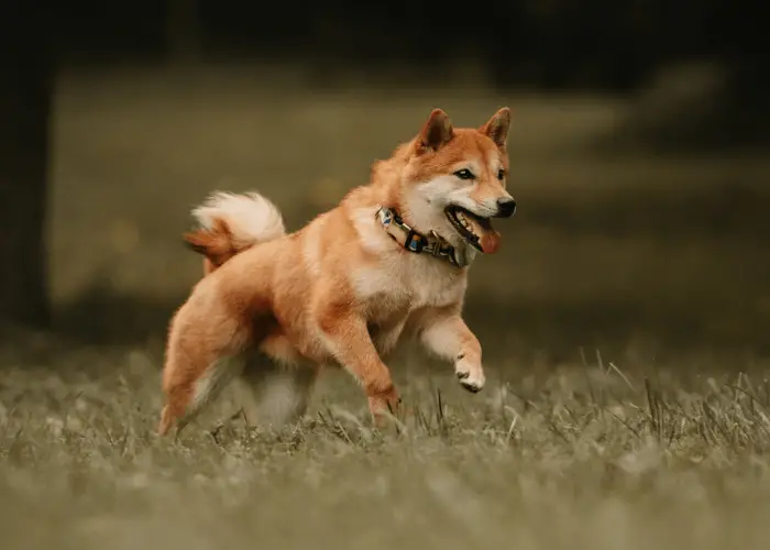 shiba inu running outdoors