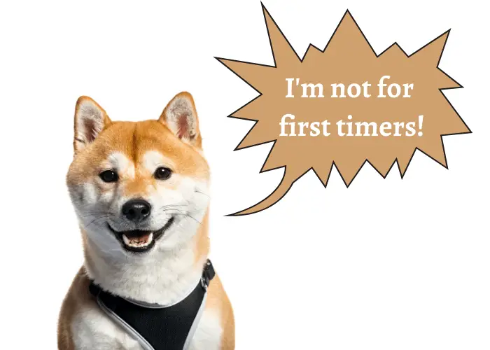 shiba inu saying that he is not for first timers