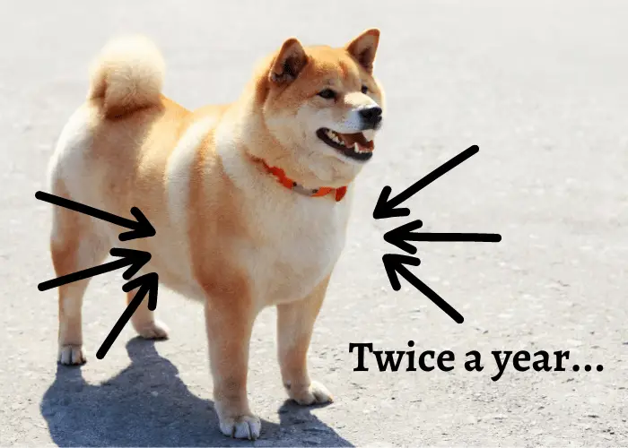 shiba inu sheds twice a year