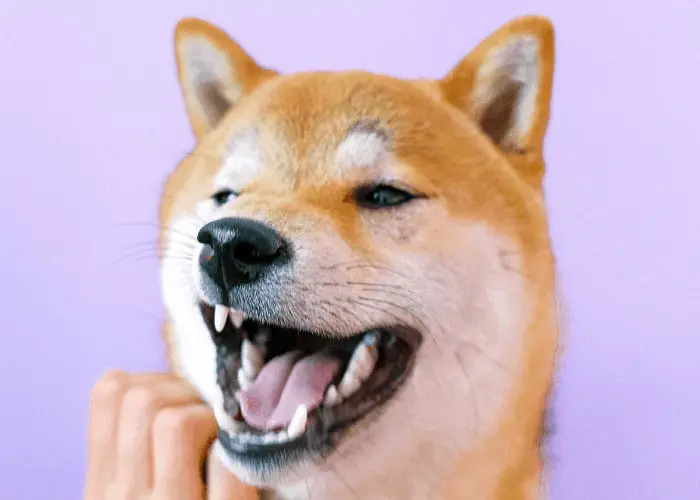 shiba inu smiling