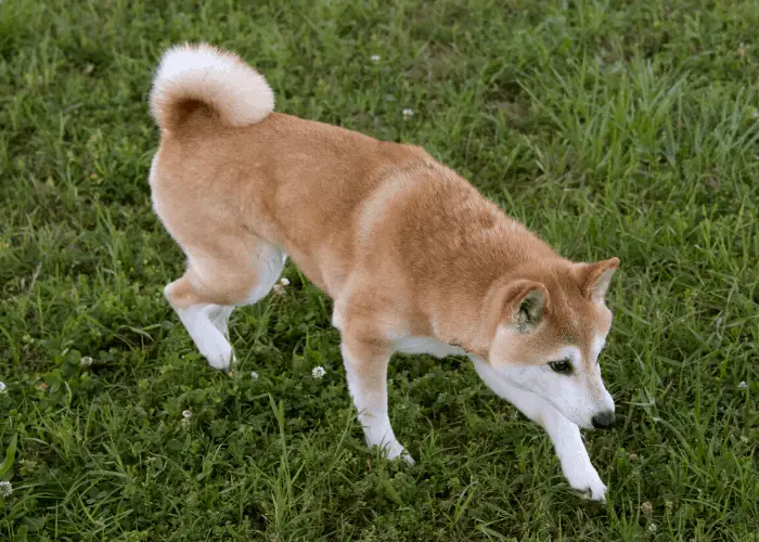 shiba inu stalking something