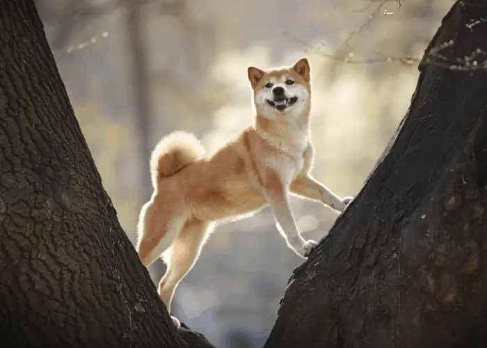 shiba inu standing in the middle of 2 trees