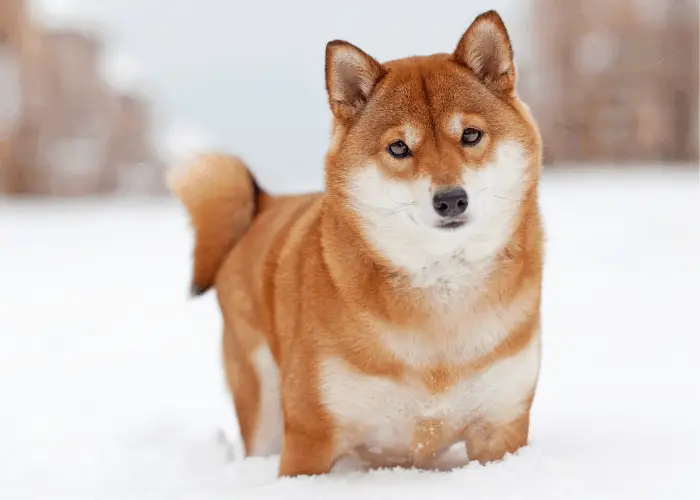 shiba inu standing in the snow