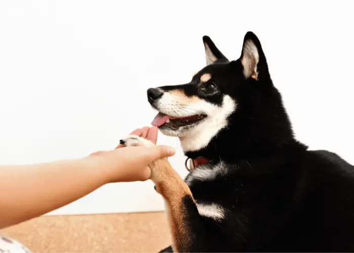 shiba inu training