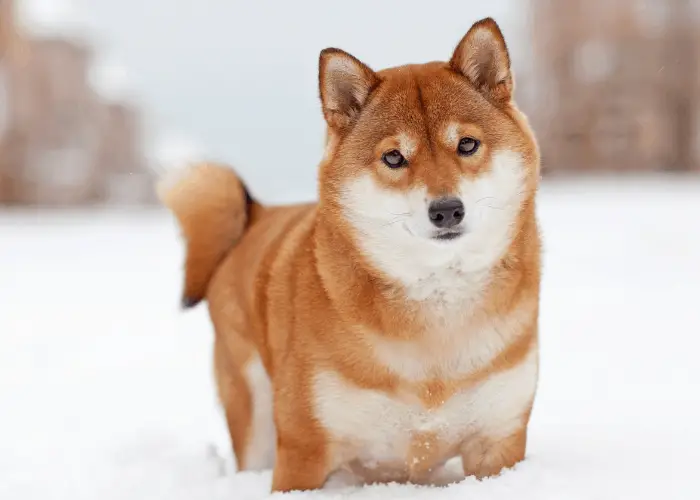 shiba inu walking in the snow