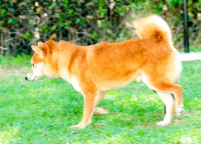 shiba inu walking on the lawn