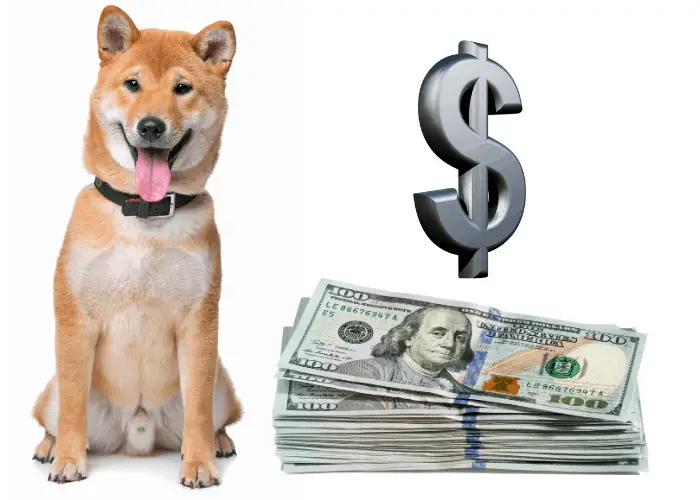 shiba inu with dollar sign and notes
