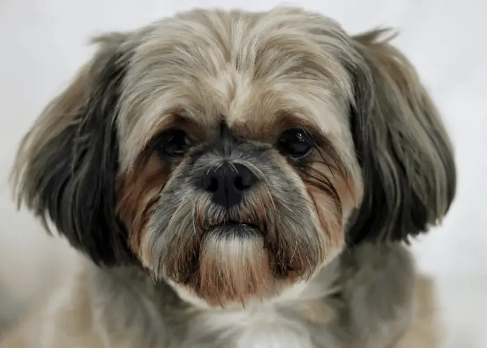 shih tzu close up