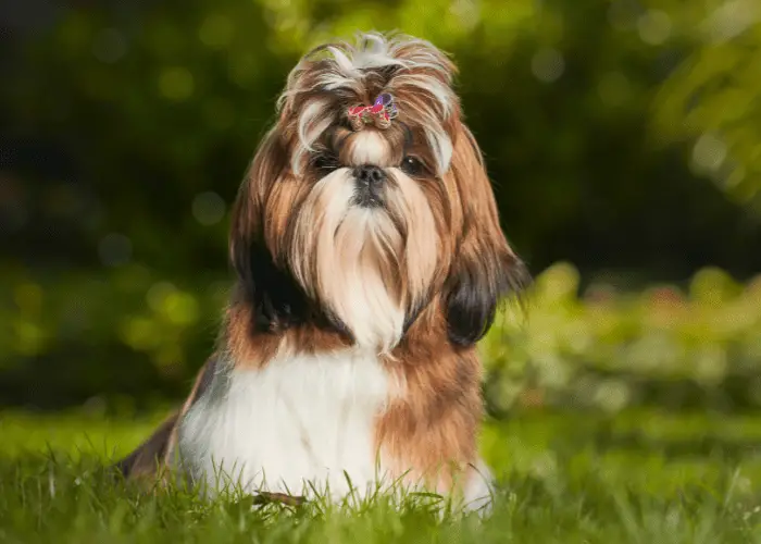 shih tzu in the park