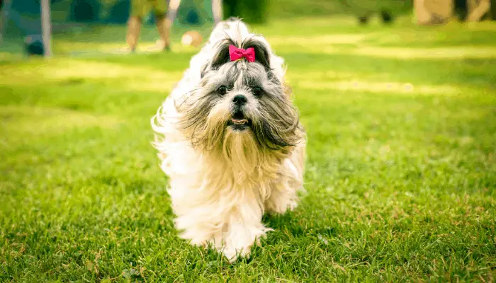 shih tzu walking on the lawn