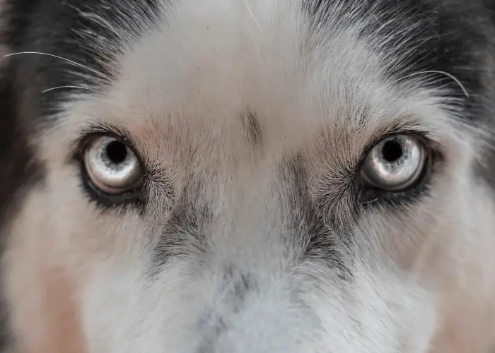 siberian husky eyes