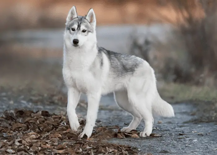 siberian husky in the woods