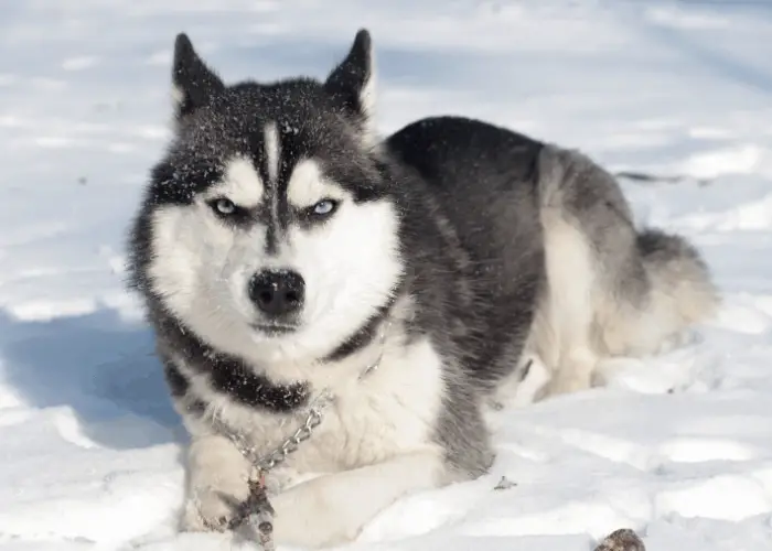 siberian husky lying on the snow