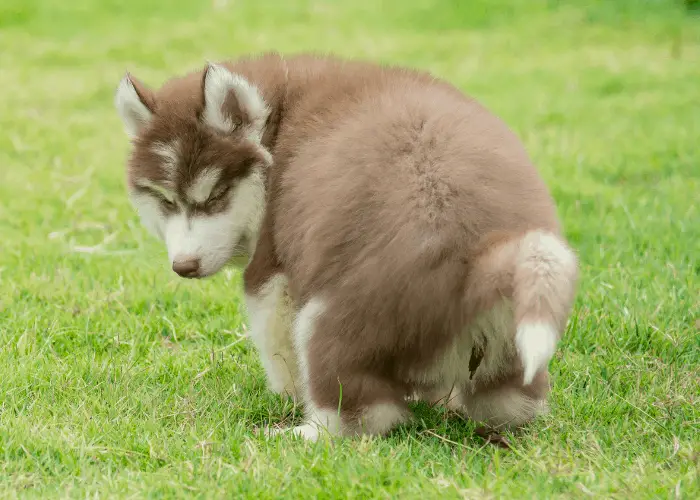 siberian husky puppy pooping on the lawn