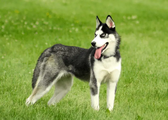 siberian husky standing on the lawn
