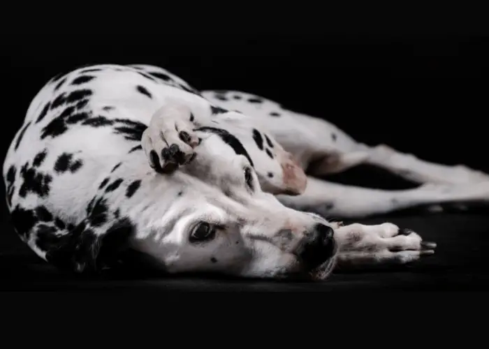 sick dalmatian on black background