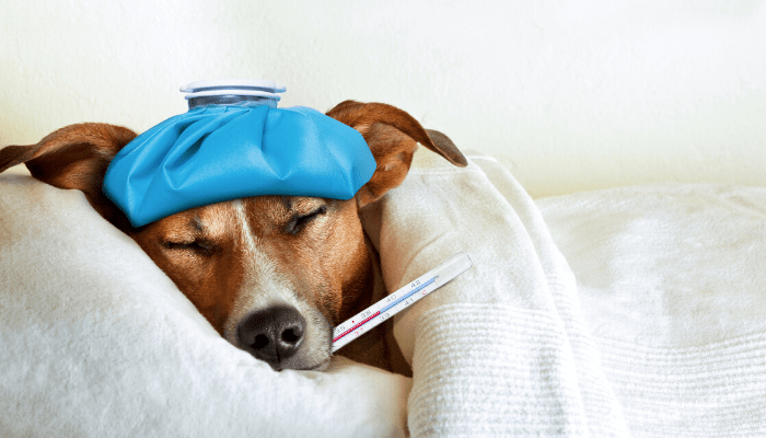 sick dog with flu in bed