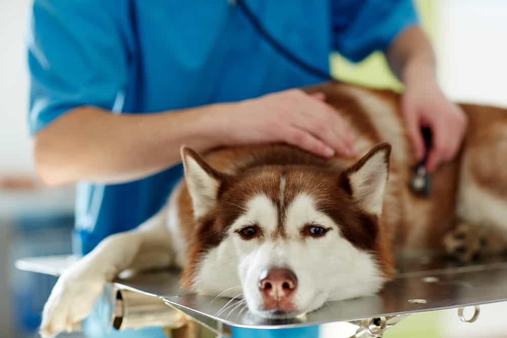 sick siberian husky on the vet clinic table