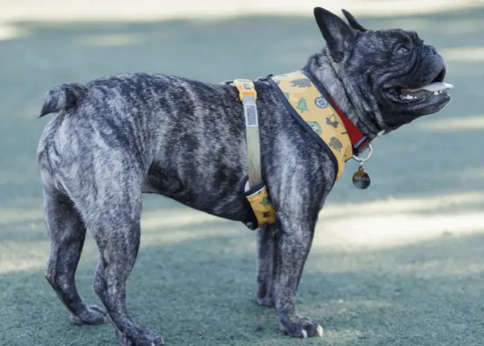 side view of a brindle french bulldog 