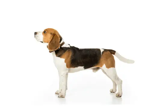side view of beagle with collar on white background