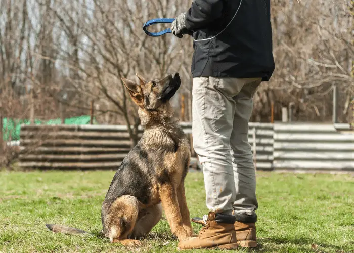 sit dog command