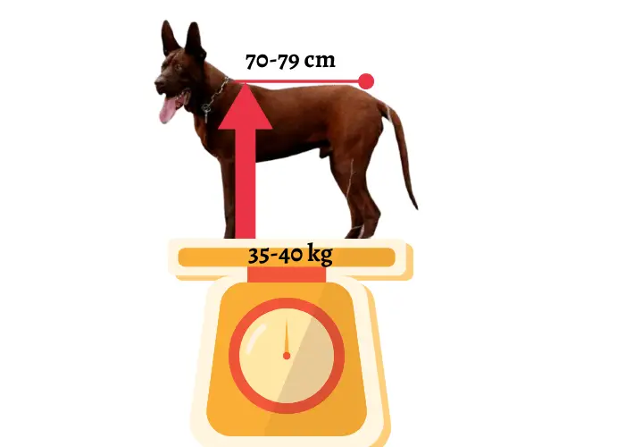 size and weight of chinese red dog