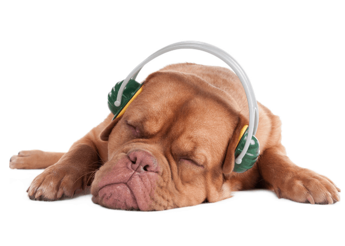 sleeping bulldog with headphones