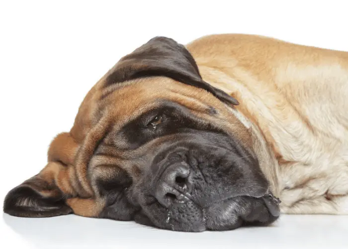 sleepy english mastiff on white background