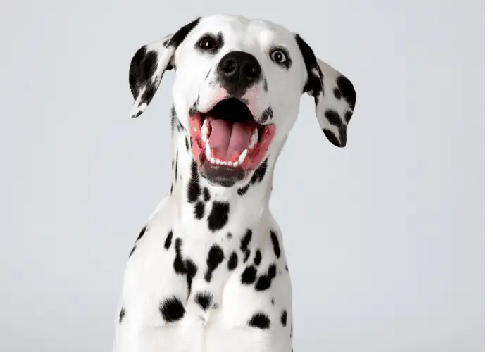 smiling dalmatian