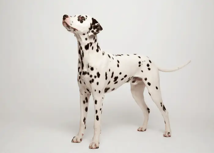 standing dalmatian