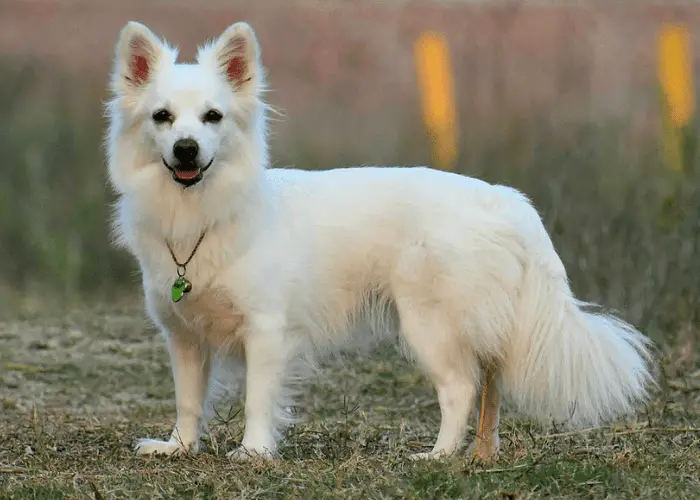 standing indian spitz dog