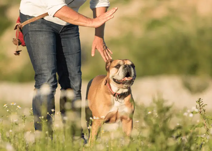 stay dog hand signal