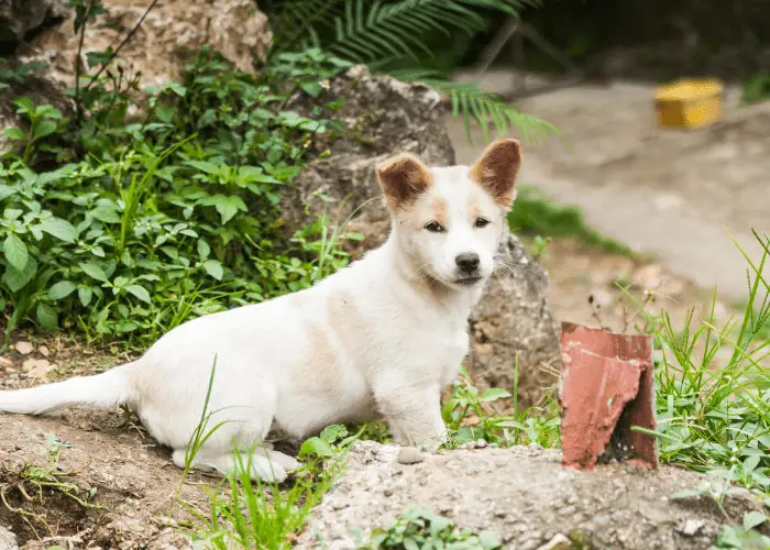 stray askal dog