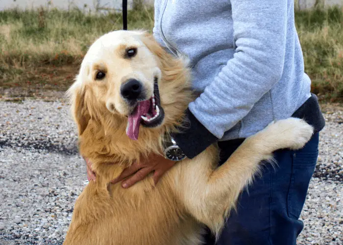 sweet golden retriever