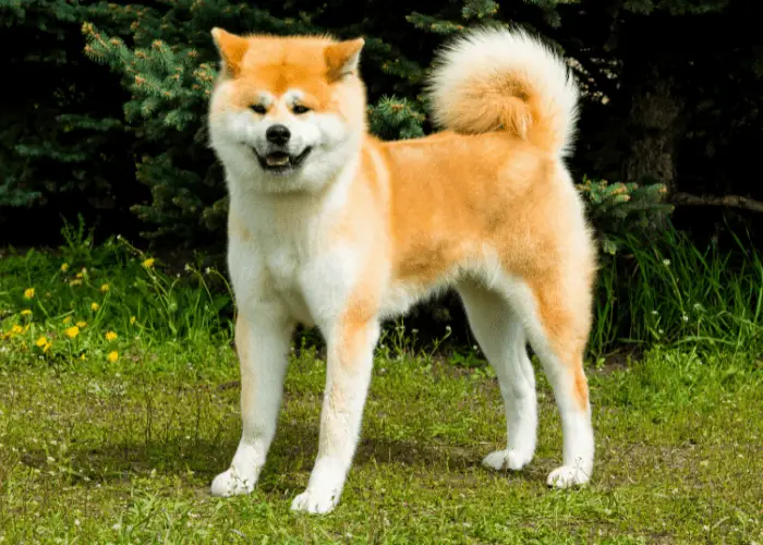 the akita inu on the lawn