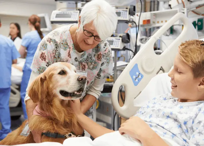 therapy dog in hospital