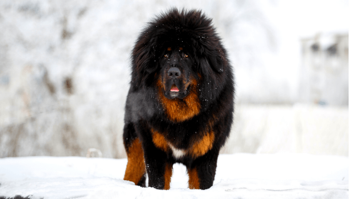 tibetan mastiff in the snow