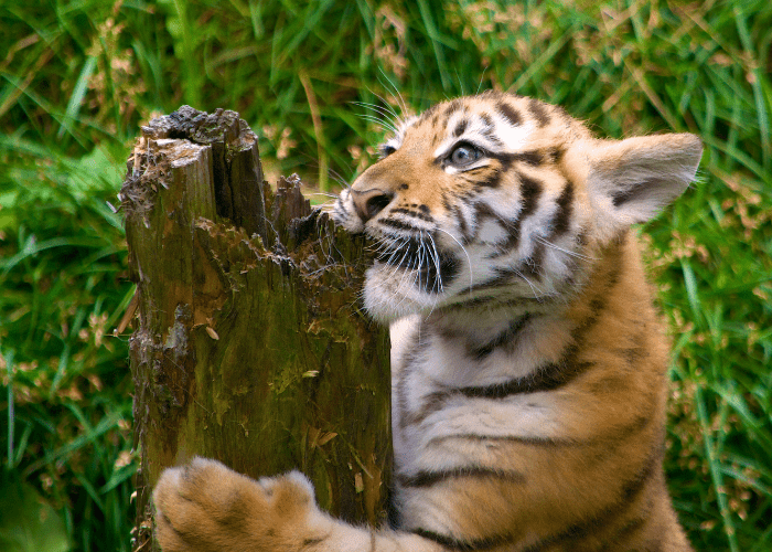 tiger biting a tree stump