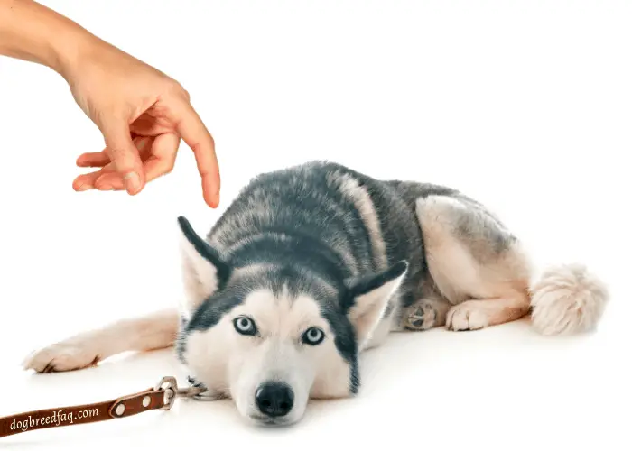 timid husky being finger tap by owner