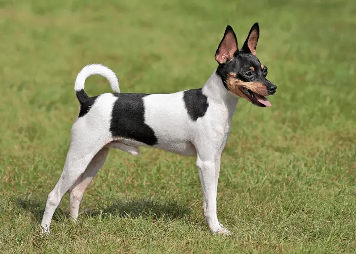  toy fox terrier in the backyard